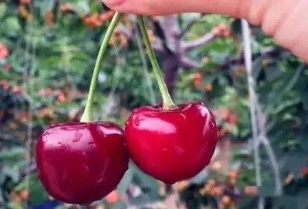 红色娱乐吃瓜视频怎么做,热门话题背后的真相与笑料